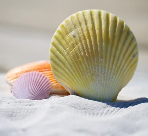 Seashells arranged on the sand